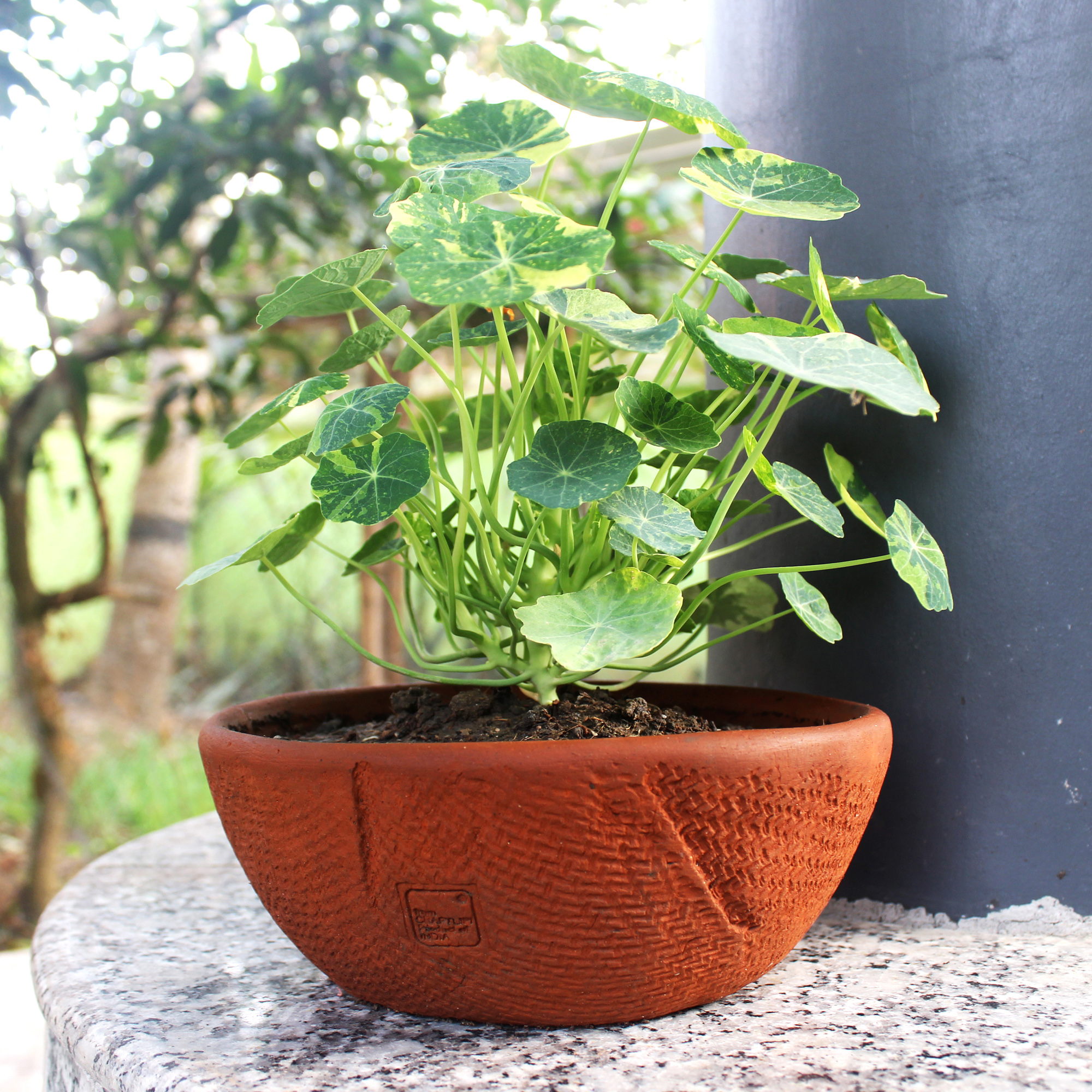 Shallow Planter | CraftLipi